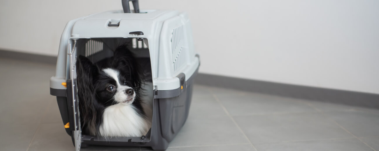 Dog in a travel crate for pet relocation Small dog sitting in a pet travel crate, ready for relocation from the UK to Thailand
