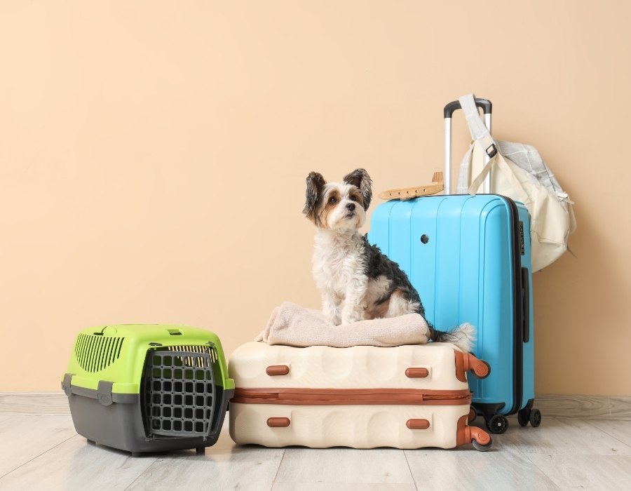 Small dog sitting on suitcases next to a pet carrier, ready to travel